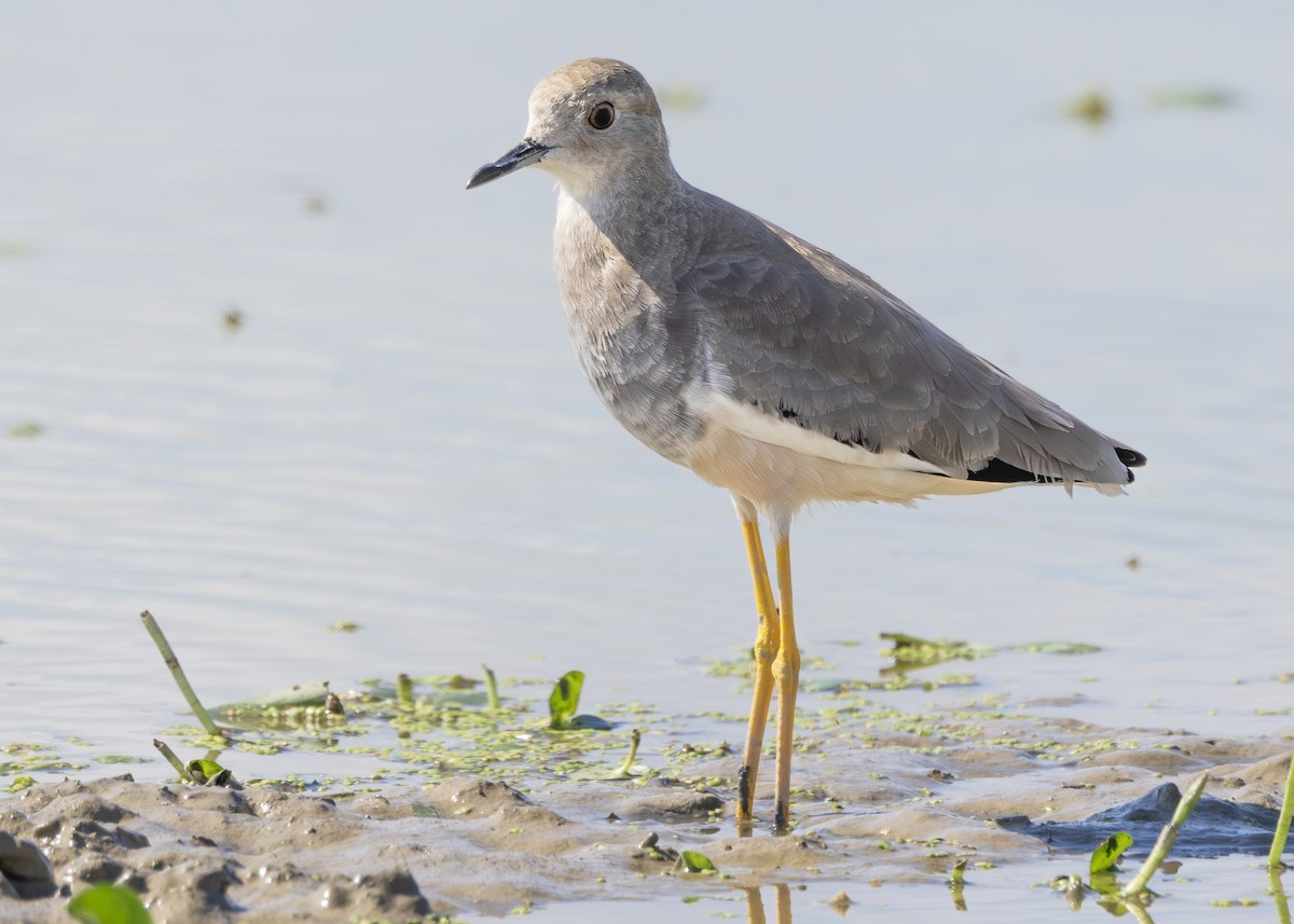 White-tailed Lapwing - ML642722140