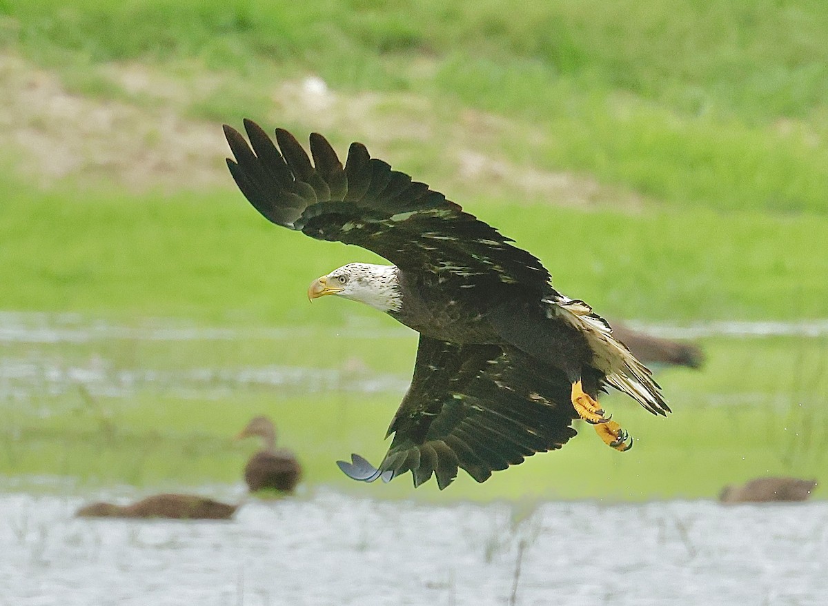 Bald Eagle - ML642722143