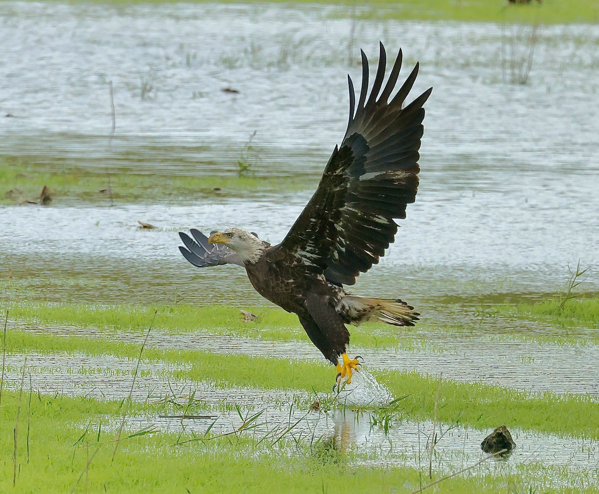 Bald Eagle - ML642722144