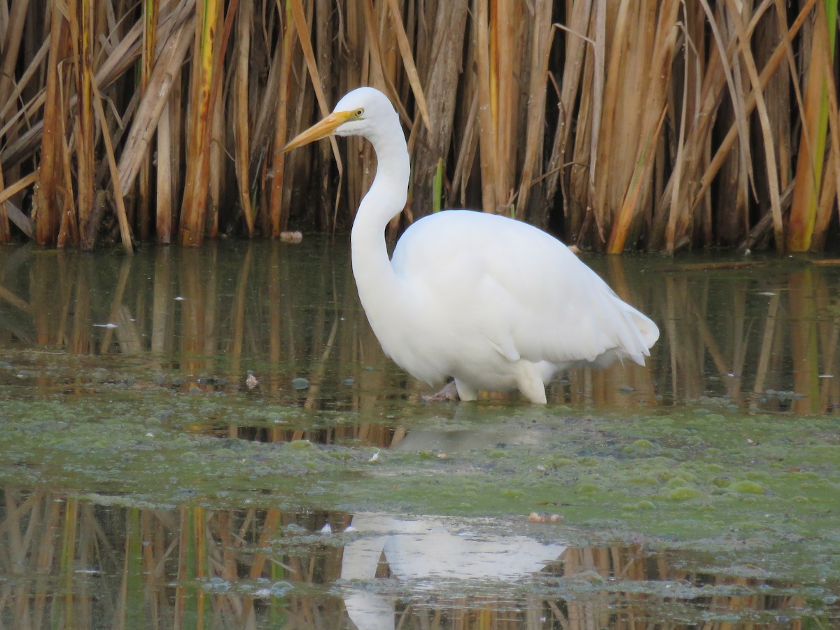Great Egret - ML642722145