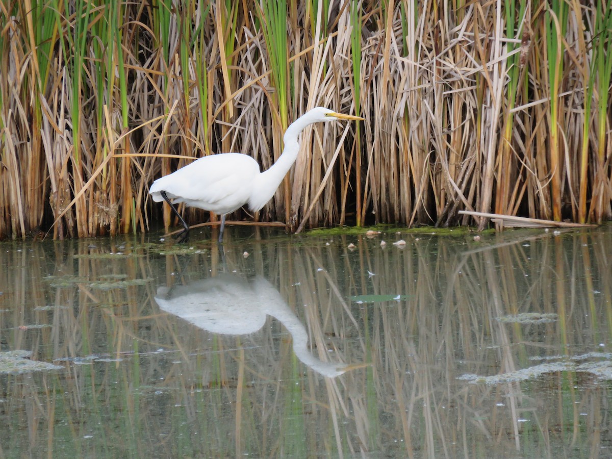 Great Egret - ML642722146