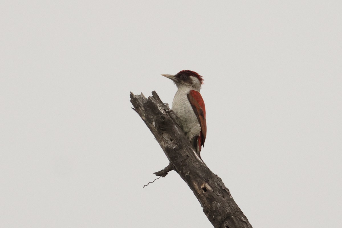 Scarlet-backed Woodpecker - ML642722154