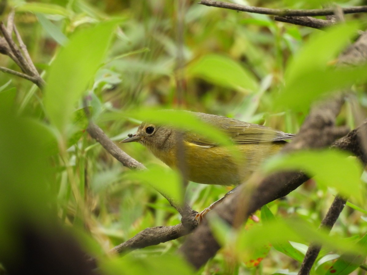 Nashville Warbler - ML642722158