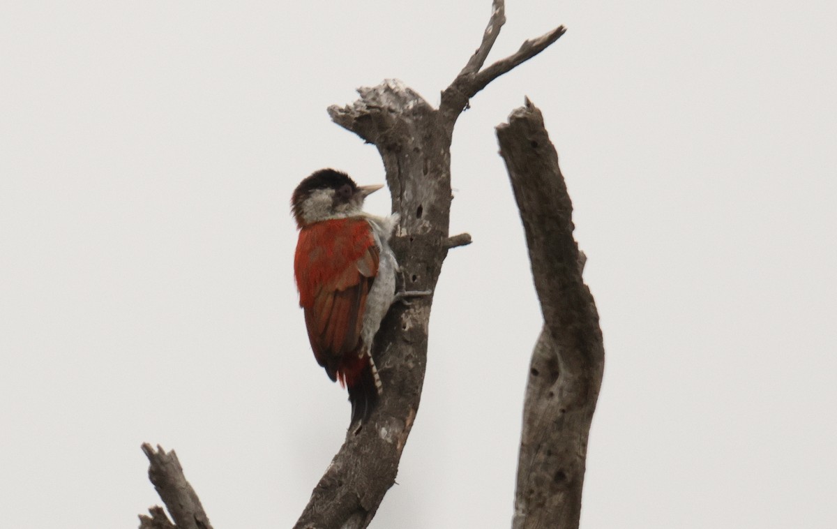 Scarlet-backed Woodpecker - ML642722173