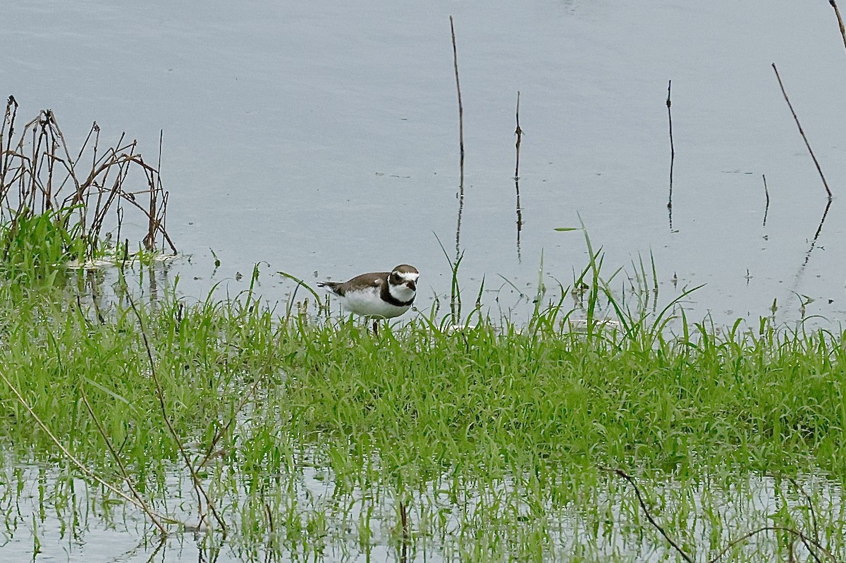 Semipalmated Plover - ML642722186