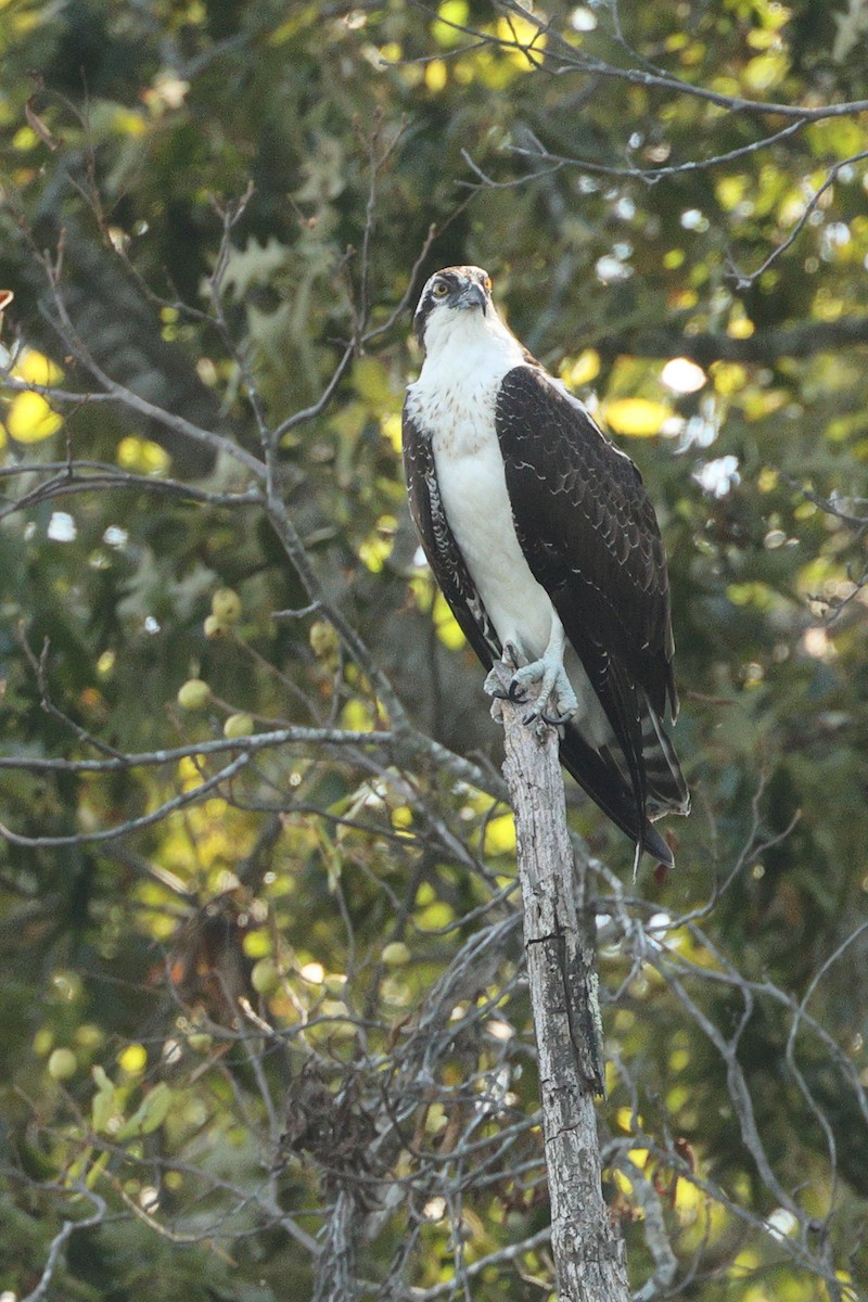 Balbuzard pêcheur - ML642722202
