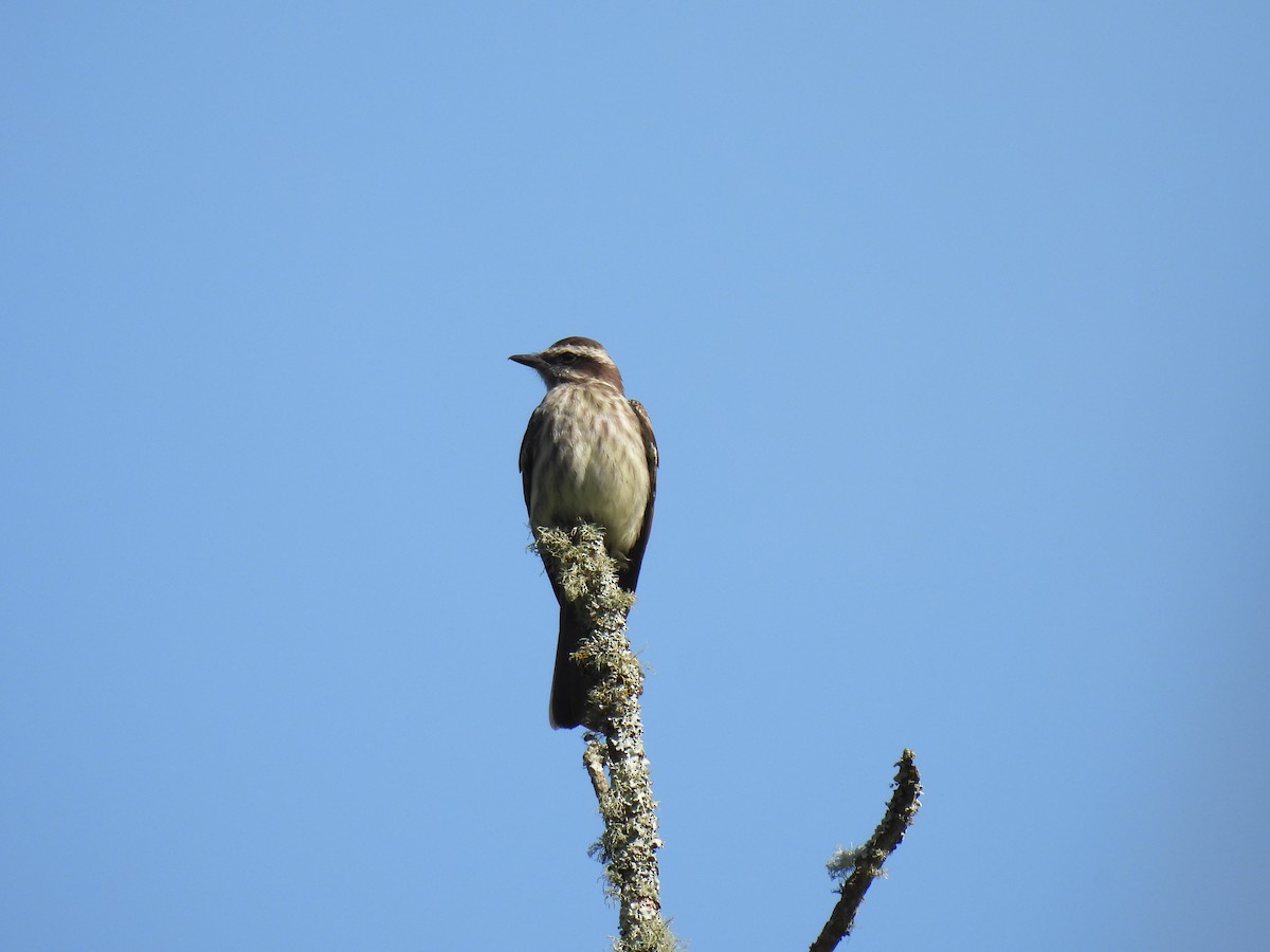 Variegated Flycatcher - ML642722208