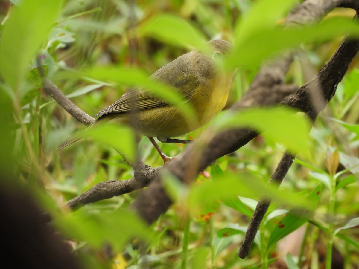 Nashville Warbler - ML642722218