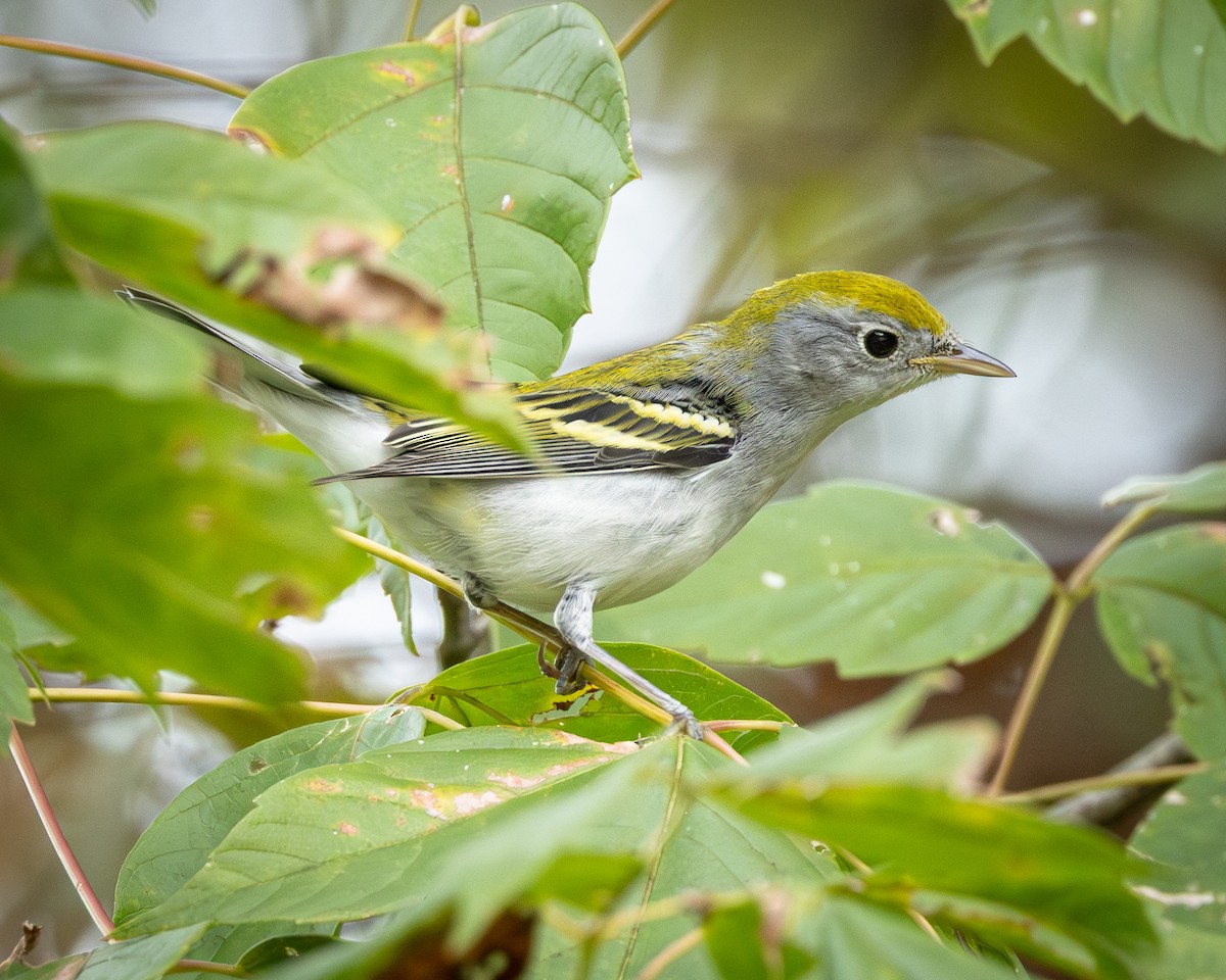 Chestnut-sided Warbler - ML642722225