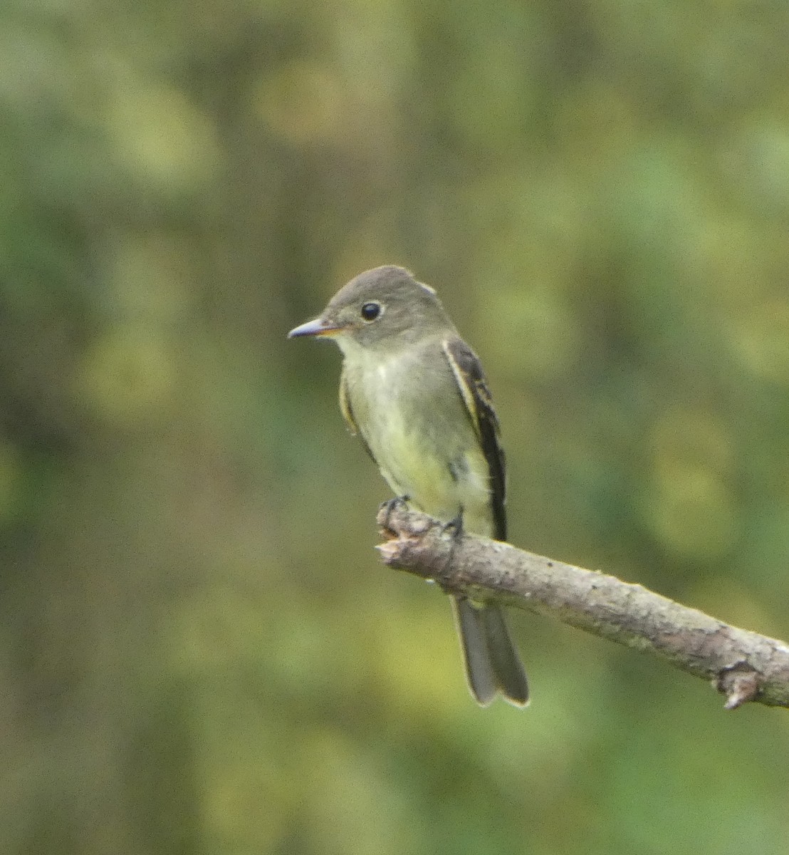 Eastern Wood-Pewee - ML642722228