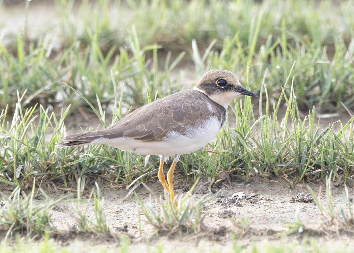 Little Ringed Plover - ML642722235