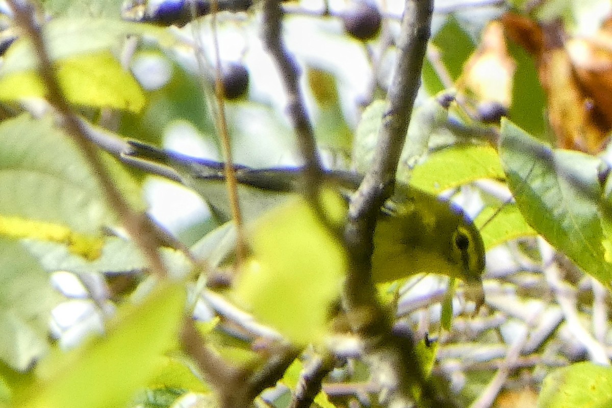 Yellow-throated Vireo - ML642722243
