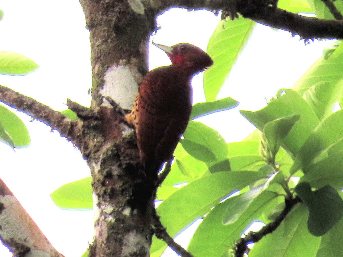 Cinnamon Woodpecker - ML642722244
