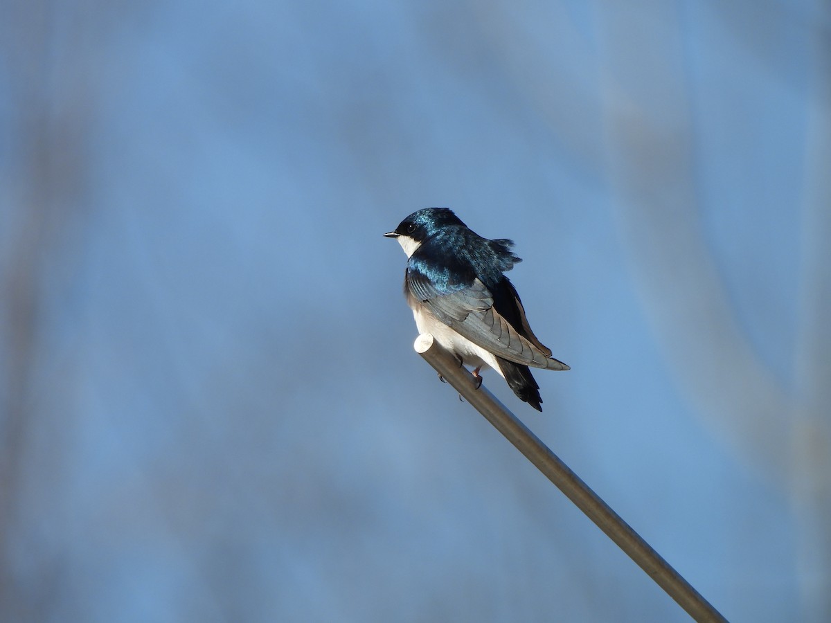 Tree Swallow - ML642722248