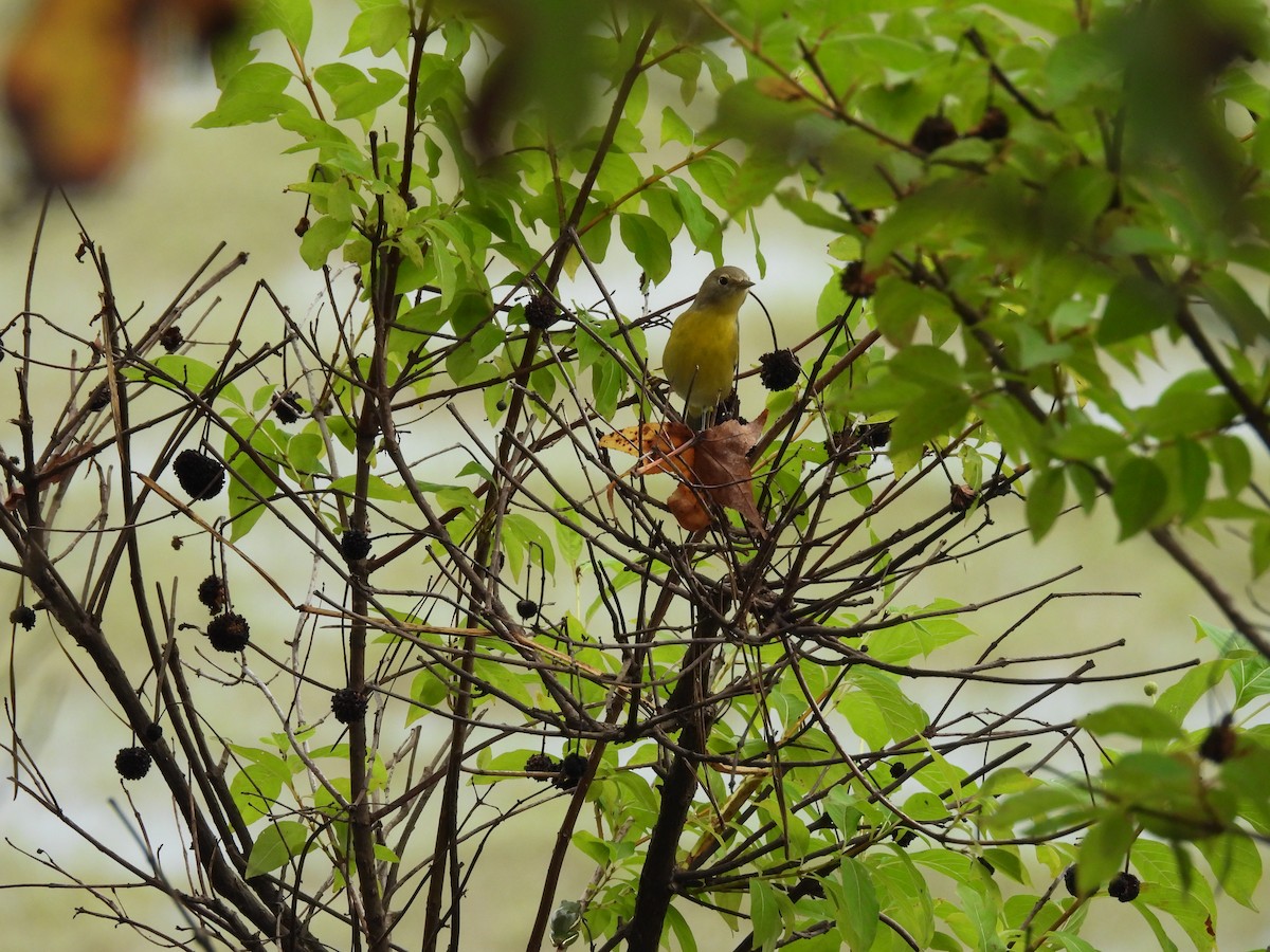 Nashville Warbler - ML642722258