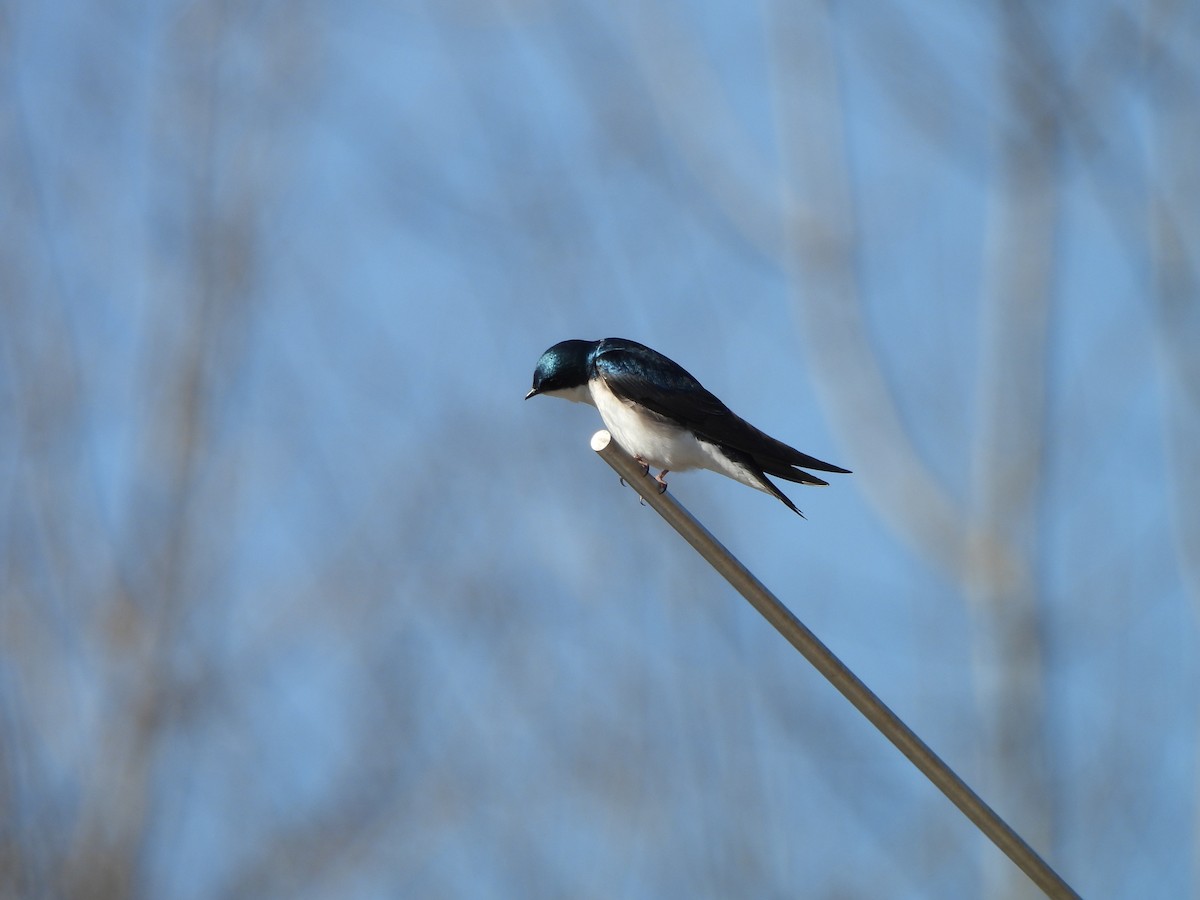 Tree Swallow - ML642722276
