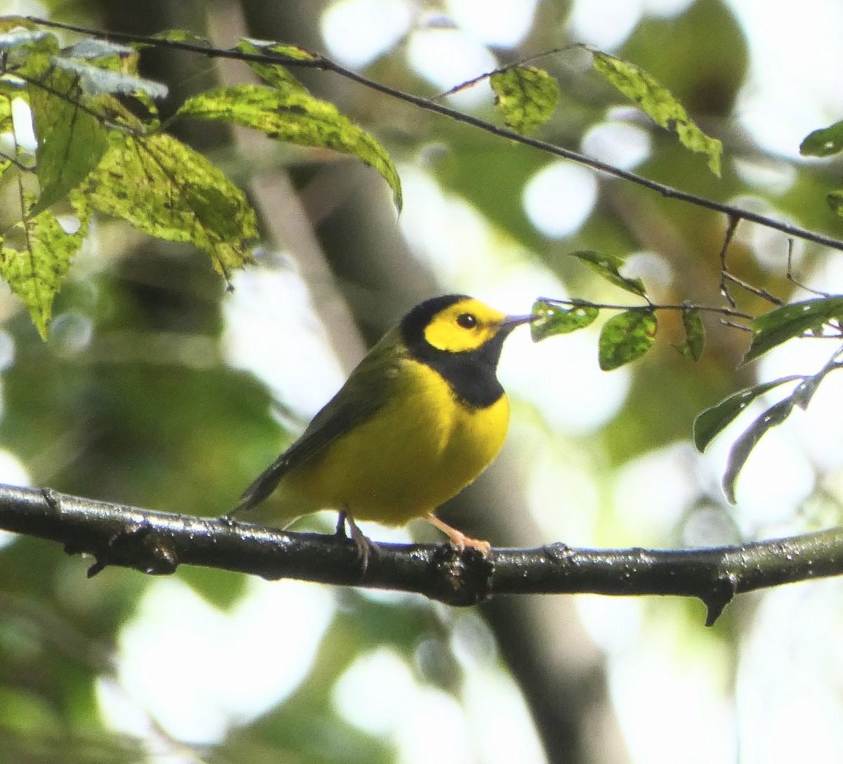 Hooded Warbler - ML642722282