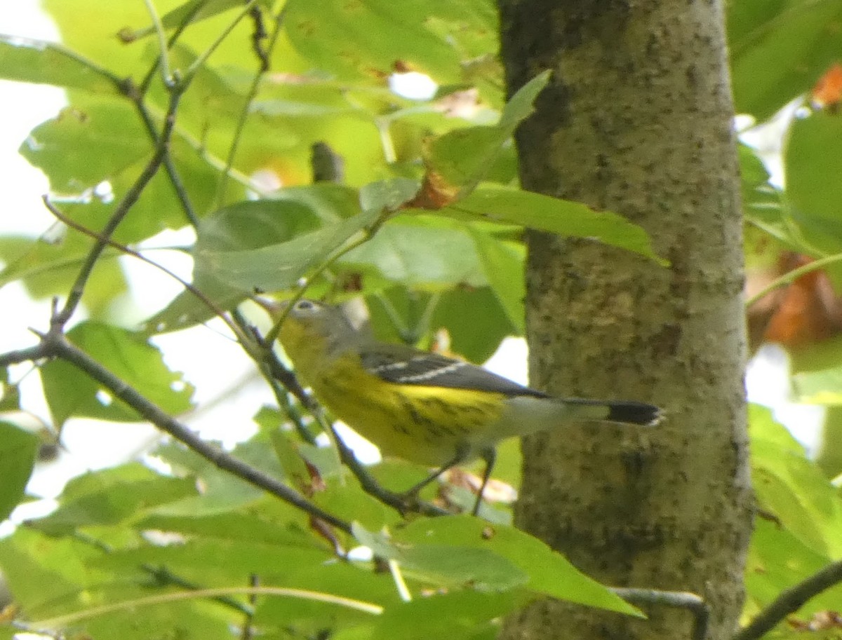 Magnolia Warbler - ML642722292