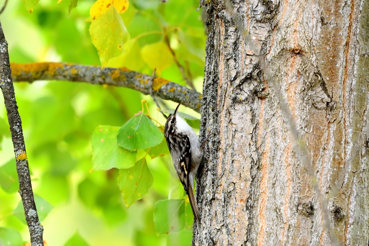 Short-toed Treecreeper - ML642722308