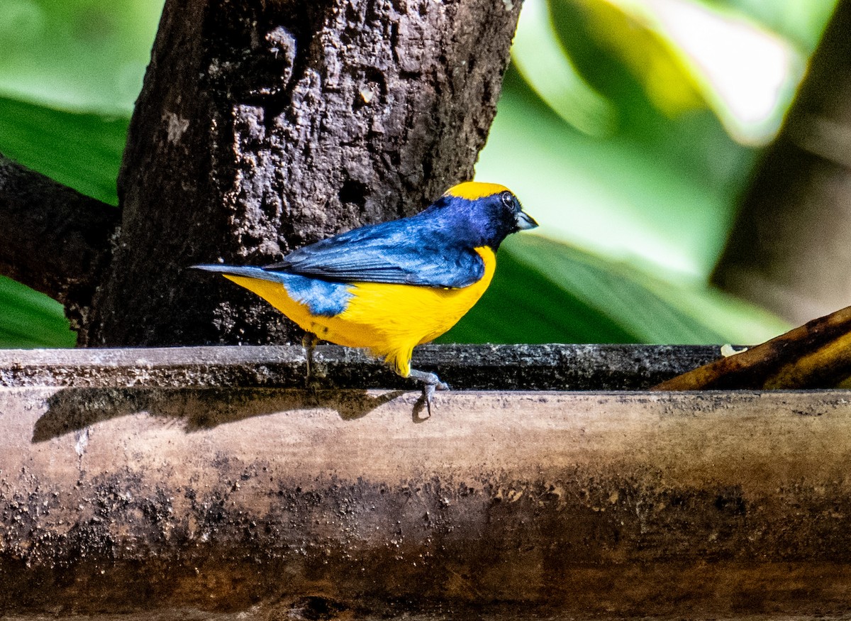 Thick-billed Euphonia - ML642722310