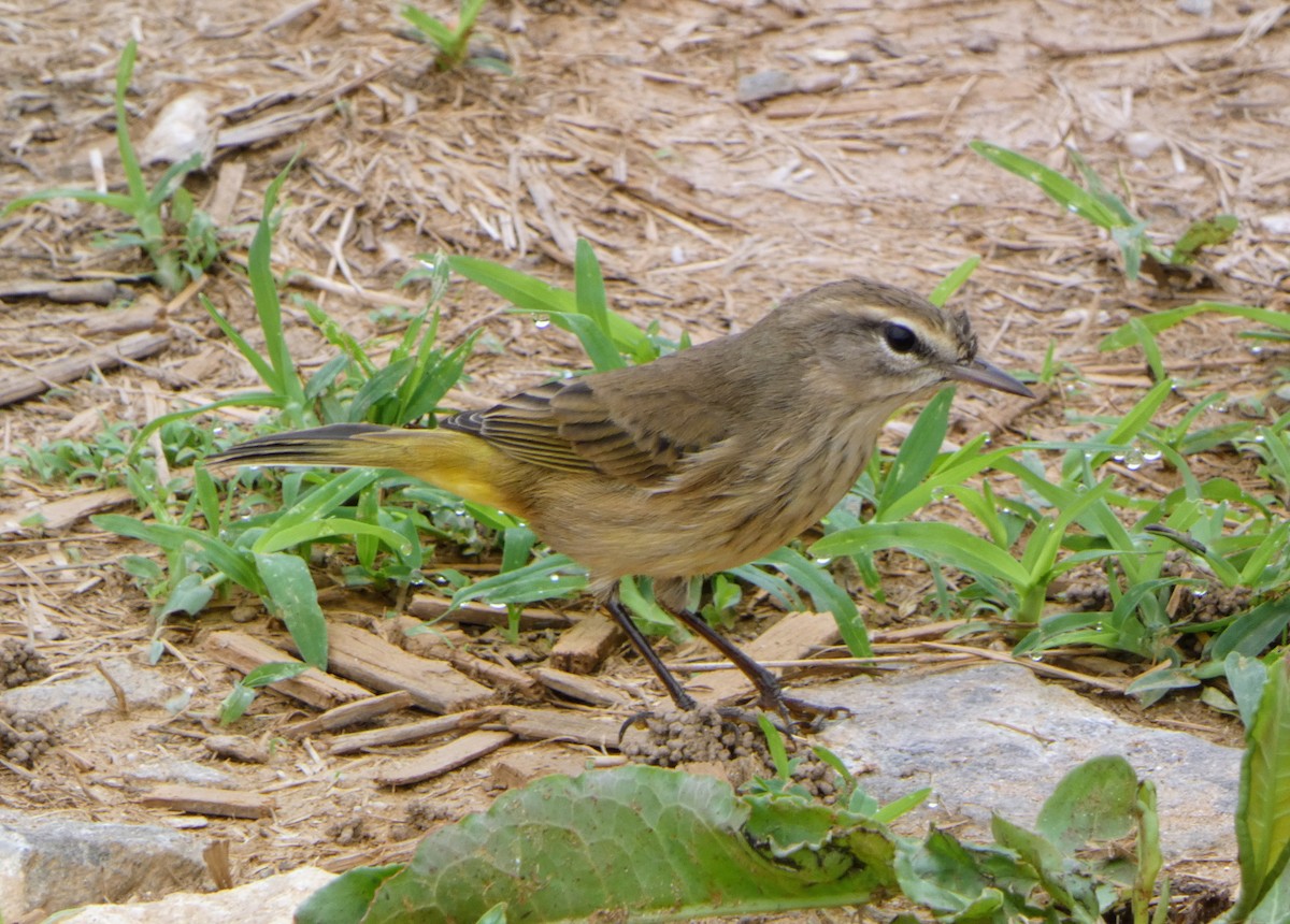 Palm Warbler - ML642722315