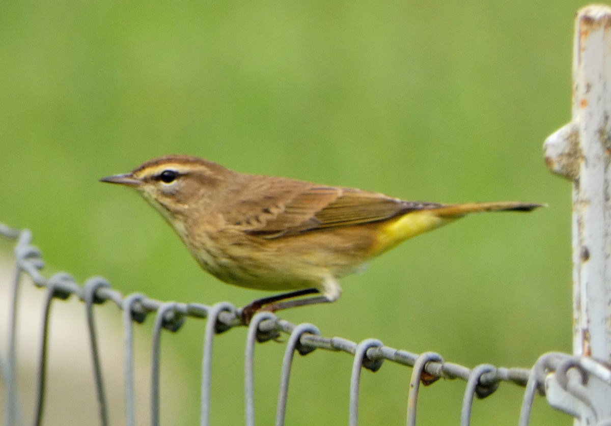Palm Warbler - ML642722316