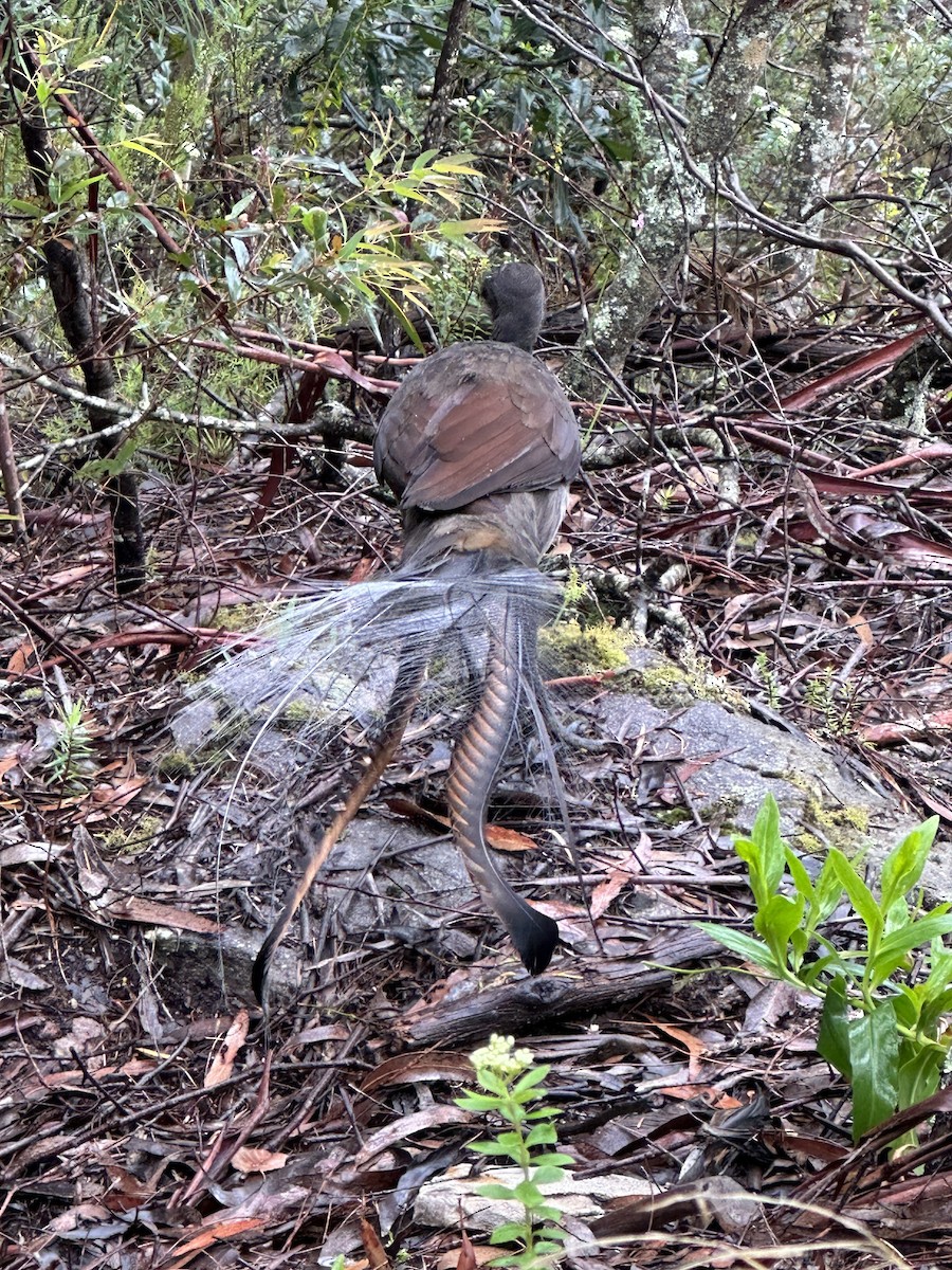Superb Lyrebird - ML642722319
