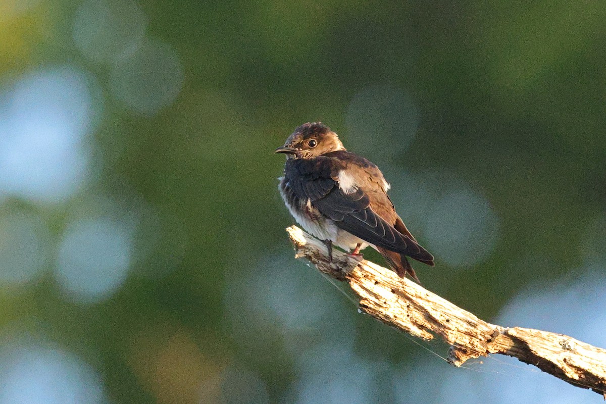 hirondelle sp. - ML642722321