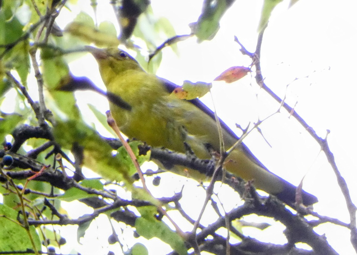 Scarlet Tanager - ML642722323