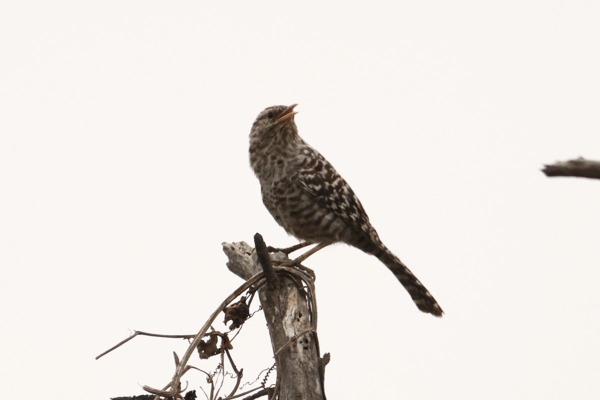 Fasciated Wren - ML642722324