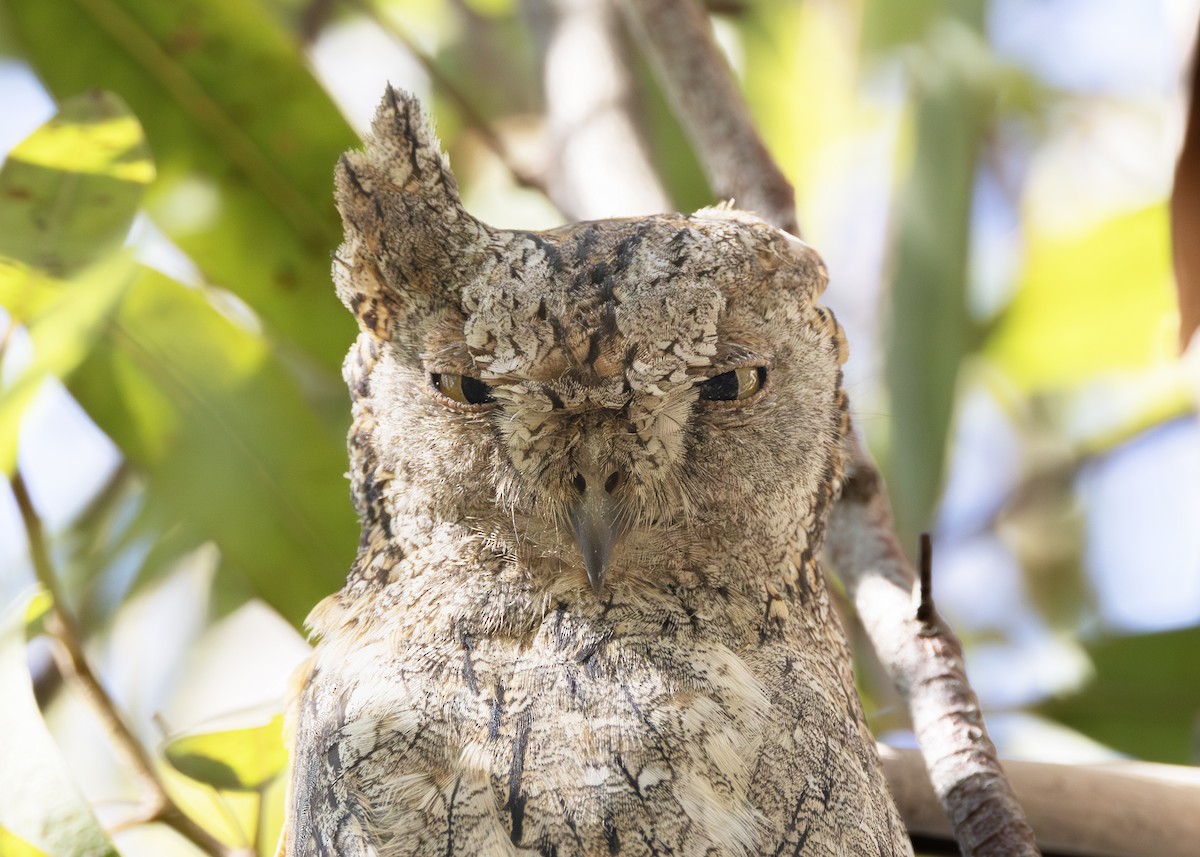 Eurasian Scops-Owl - ML642722325