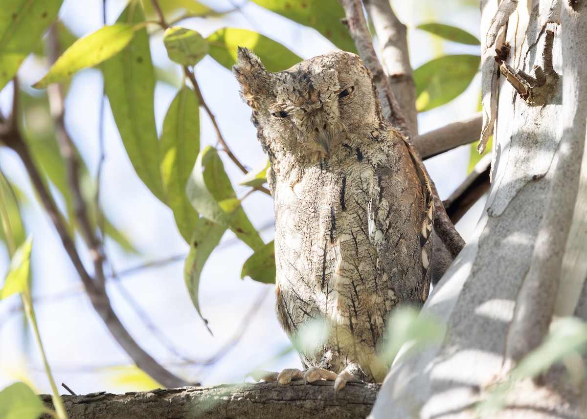 Eurasian Scops-Owl - ML642722326