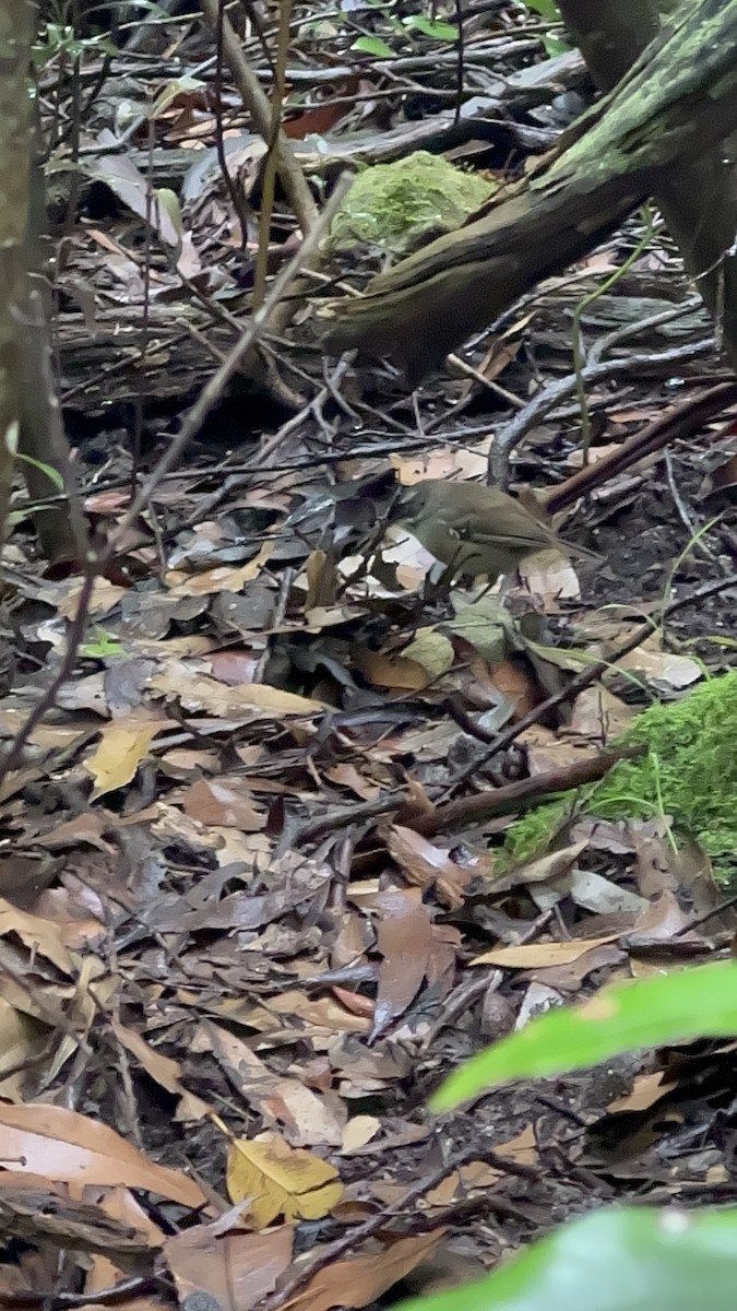 White-browed Scrubwren - ML642722328