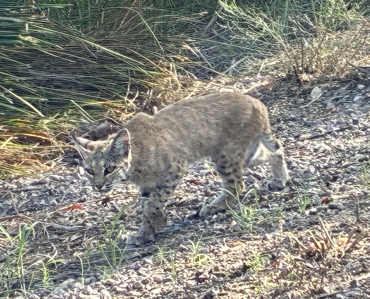 Bobcat - ML642722360