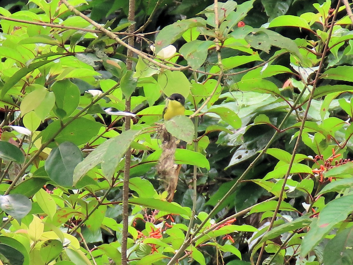 Common Tody-Flycatcher - ML642722362