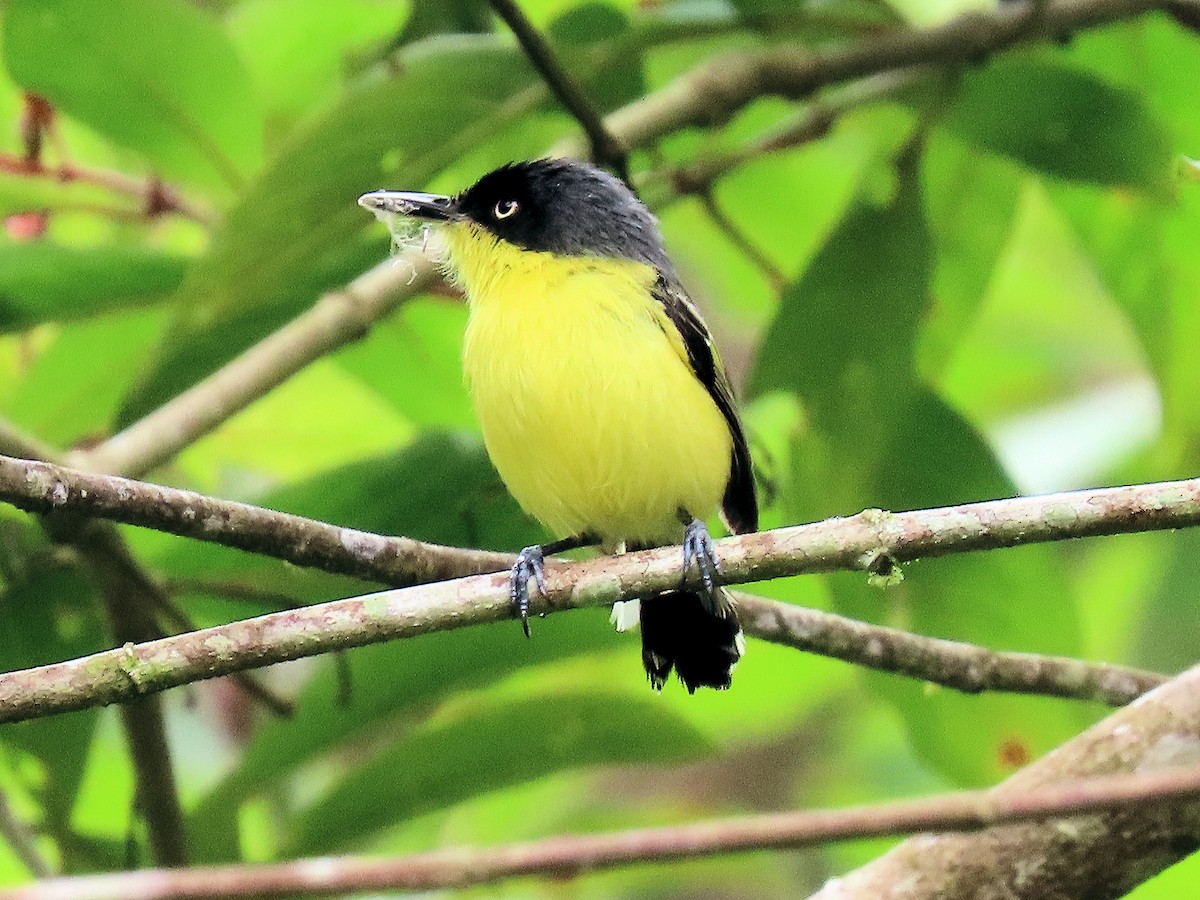 Common Tody-Flycatcher - ML642722363