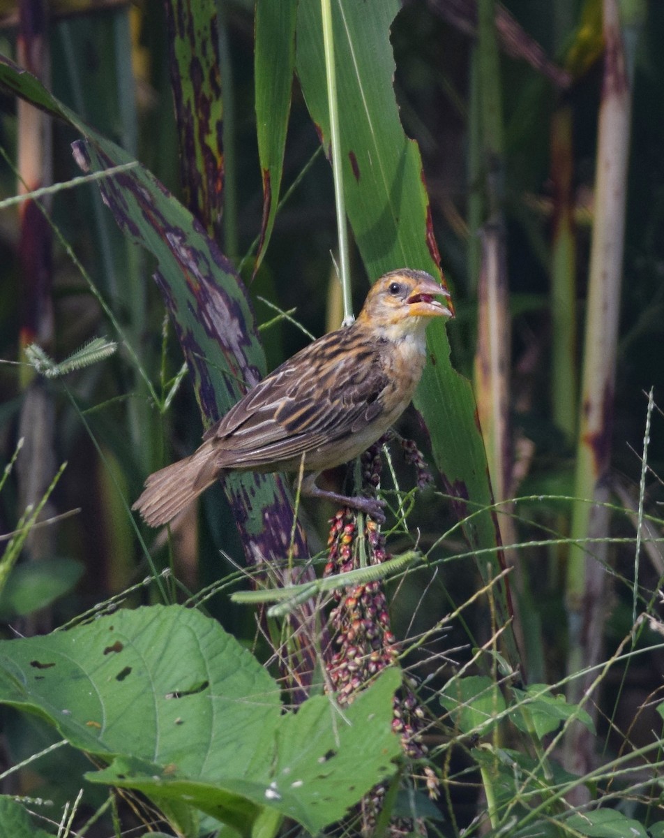 Baya Weaver - ML642722373