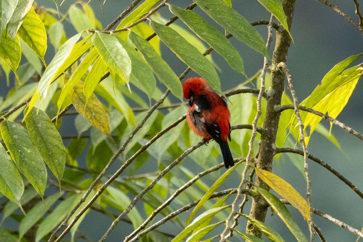 White-winged Tanager - ML642722377