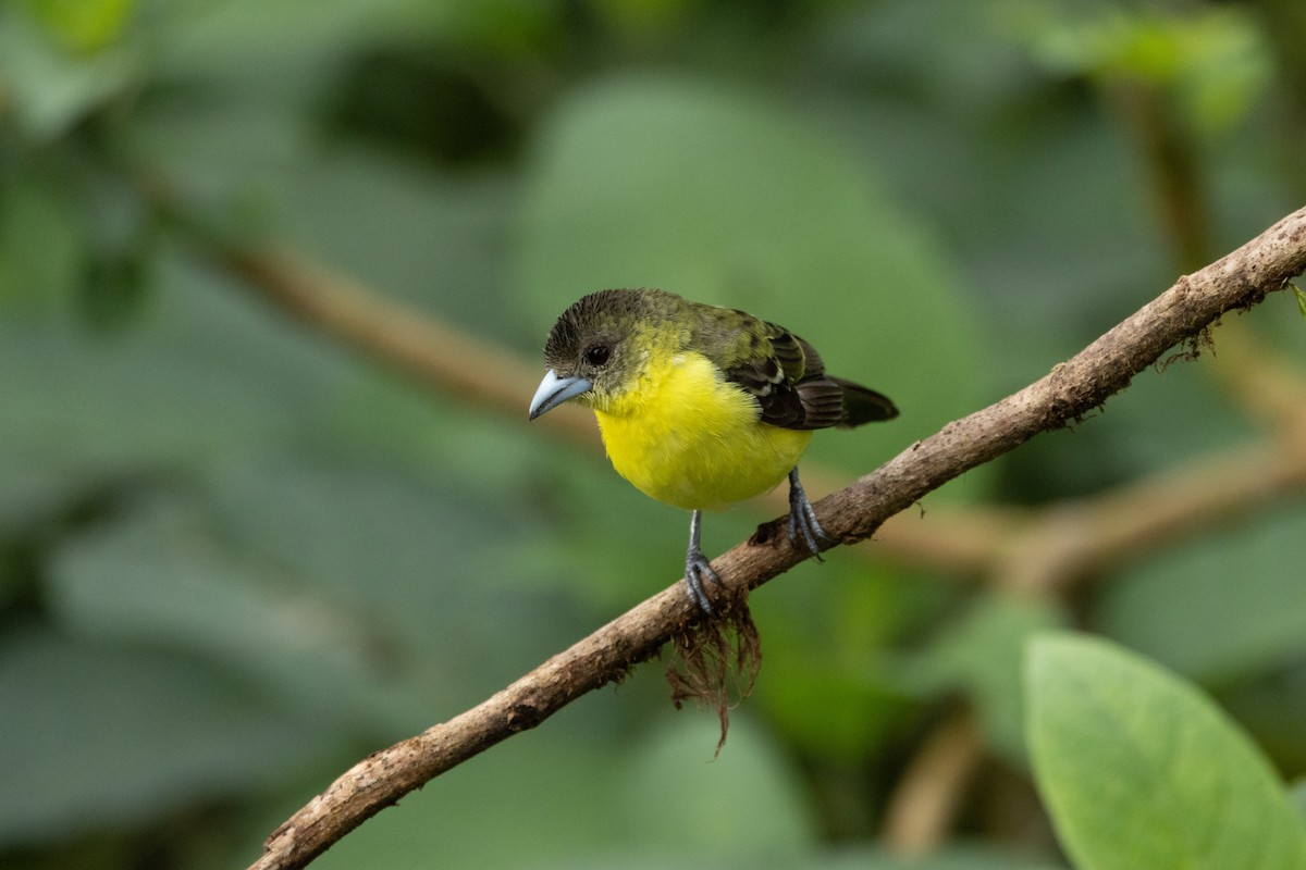 Flame-rumped Tanager (Lemon-rumped) - ML642722379