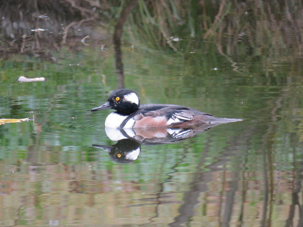Hooded Merganser - ML642722386