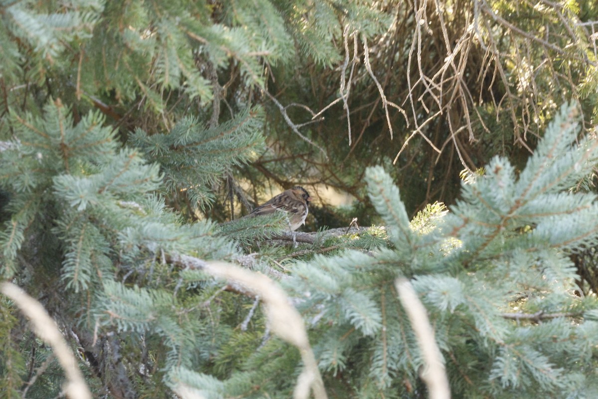 Harris's Sparrow - ML642722410