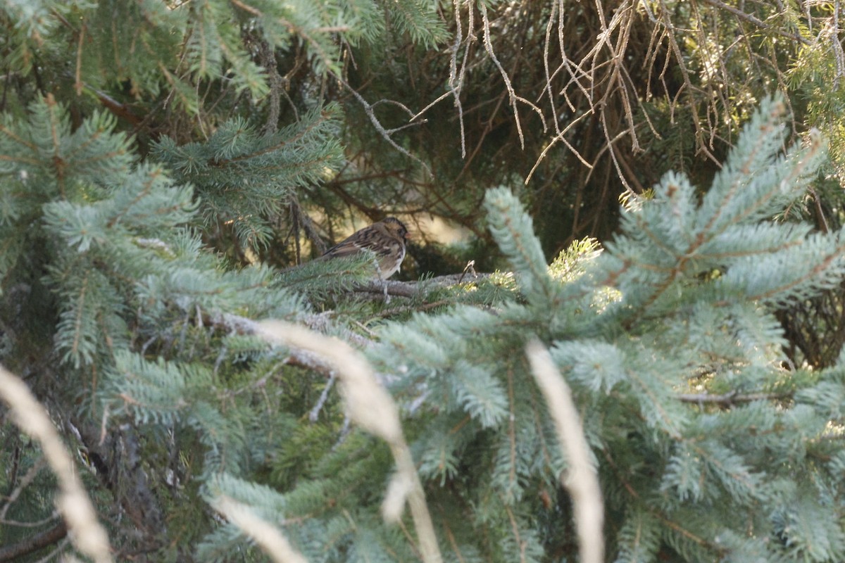 Harris's Sparrow - ML642722419