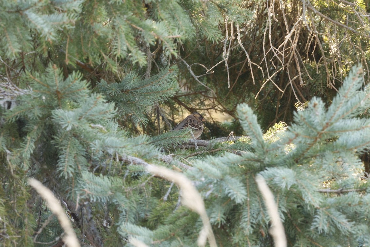 Harris's Sparrow - ML642722420