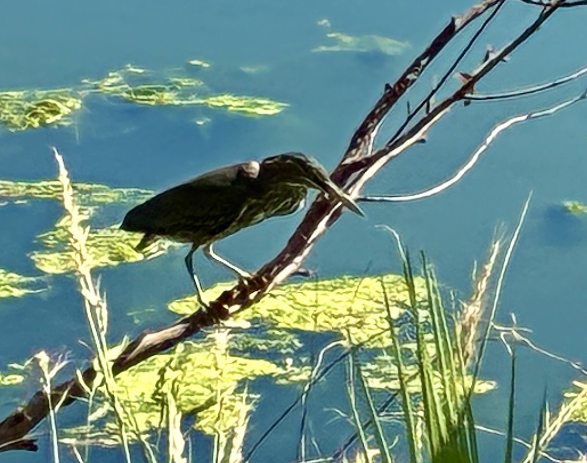 Green Heron - ML642722421