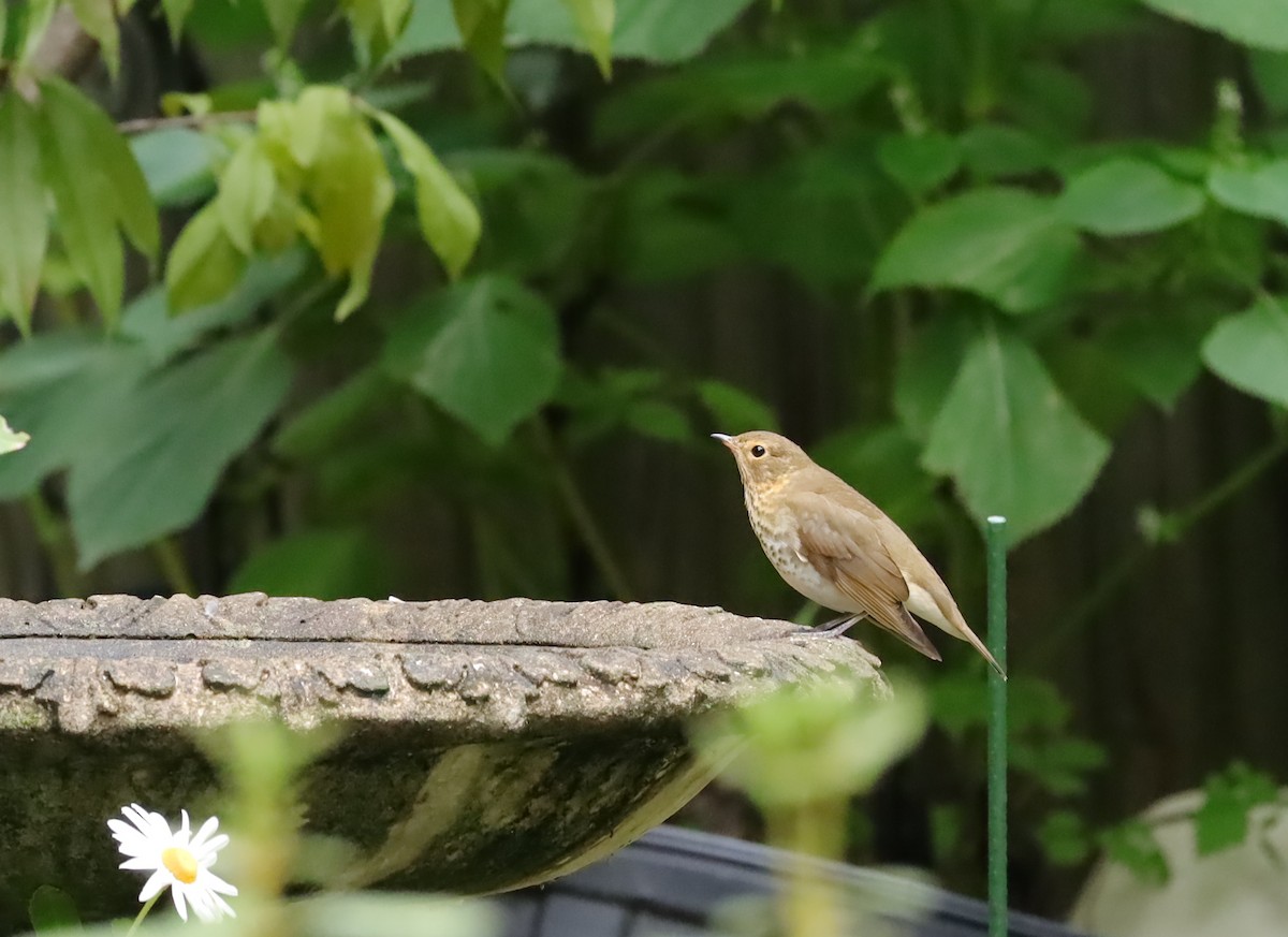 Swainson's Thrush - ML642722429