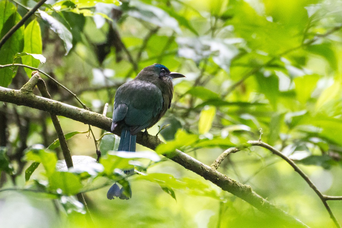 Keel-billed Motmot - ML642722431