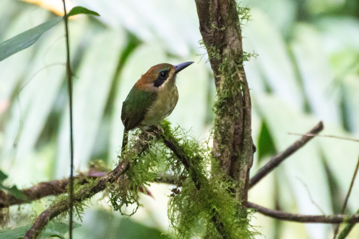 Tody Motmot - ML642722443