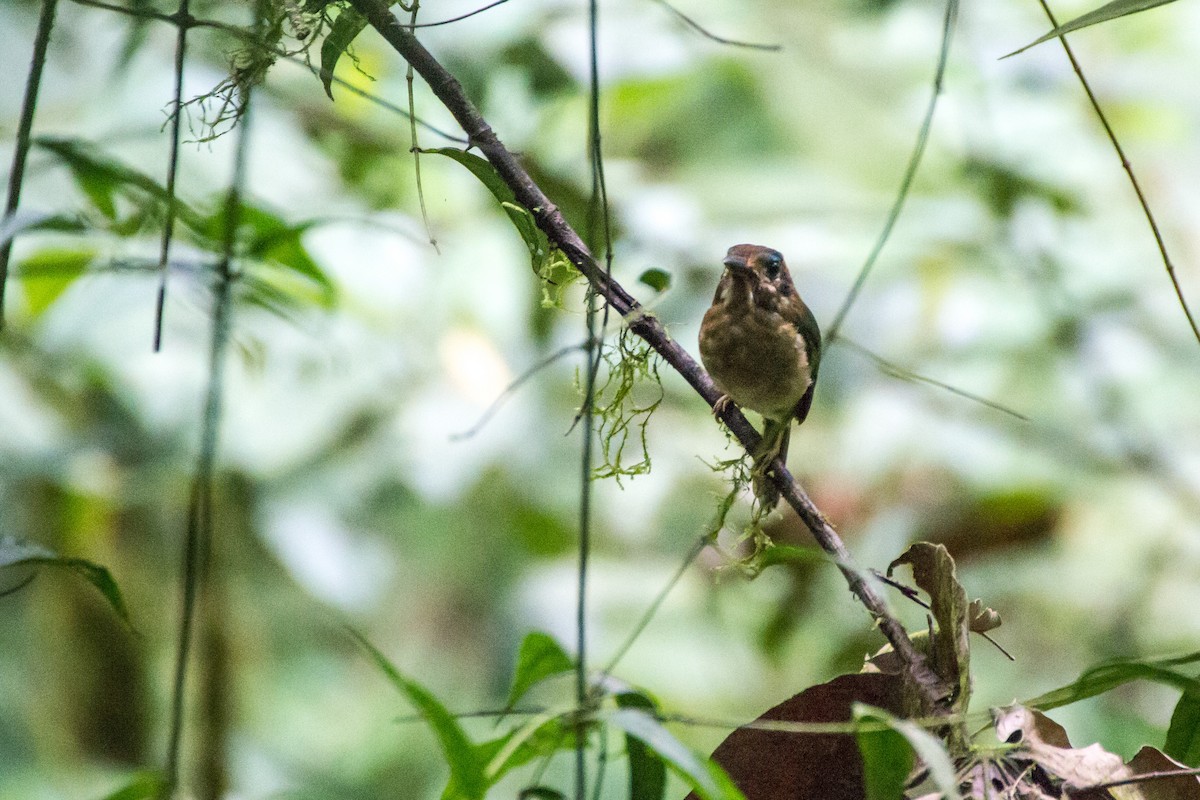 Tody Motmot - ML642722445