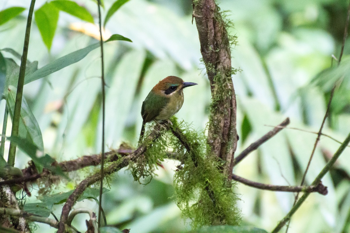 Tody Motmot - ML642722446