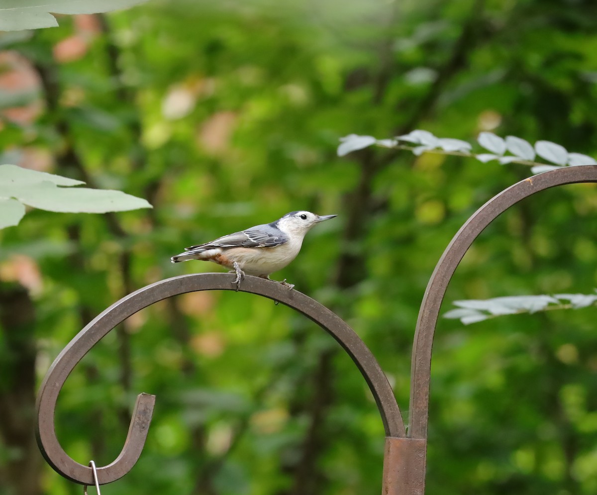 White-breasted Nuthatch - ML642722452